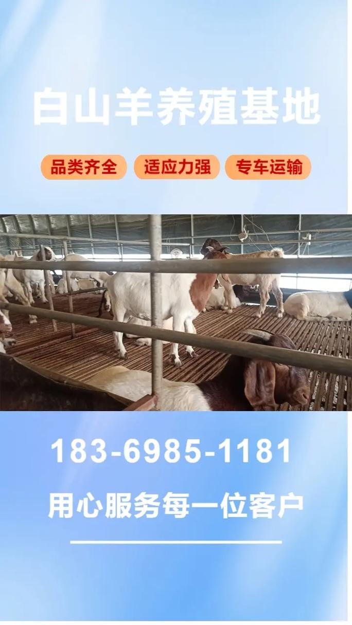 大耳羊2025年价格会涨还是跌？-图2