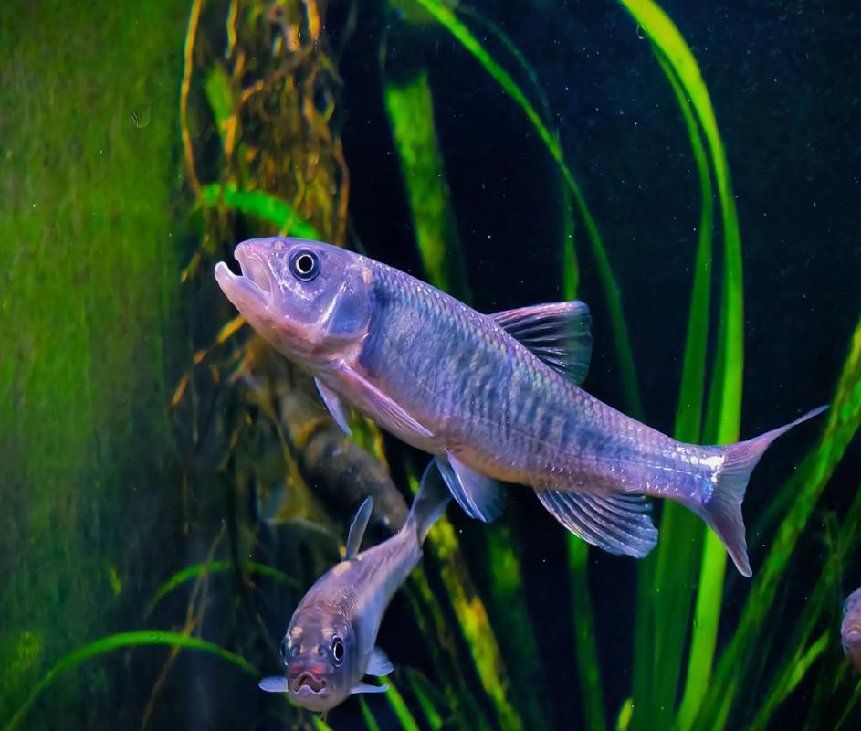 淡水鱼品种照片，常见养殖种类有哪些？-图2