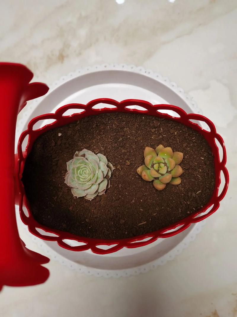 农广天地花盆制作技术有哪些要点？-图3