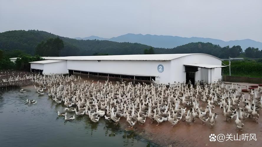 旱鸭鸭棚怎么建？技术要点有哪些？-图3