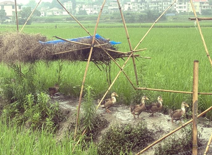 旱鸭鸭棚怎么建？技术要点有哪些？-图2