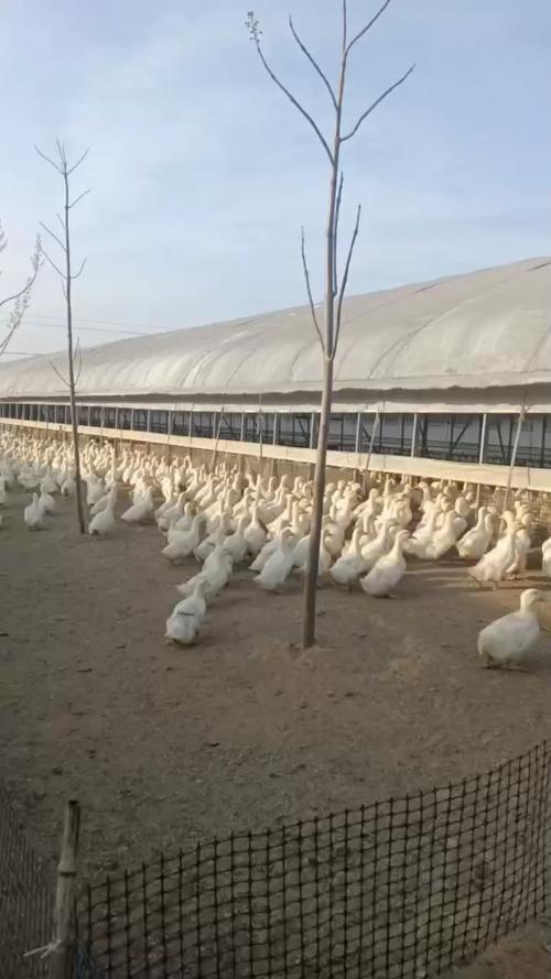 旱鸭鸭棚怎么建？技术要点有哪些？-图1