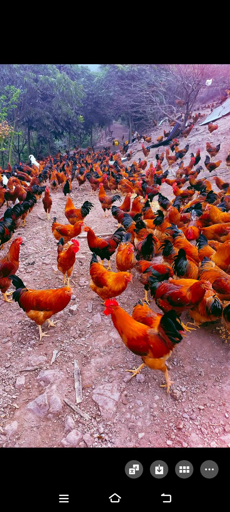 跑山鸡养殖技术有哪些关键要点？-图1