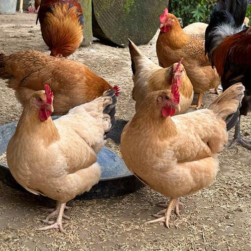 跑山鸡养殖技术有哪些关键要点？-图2