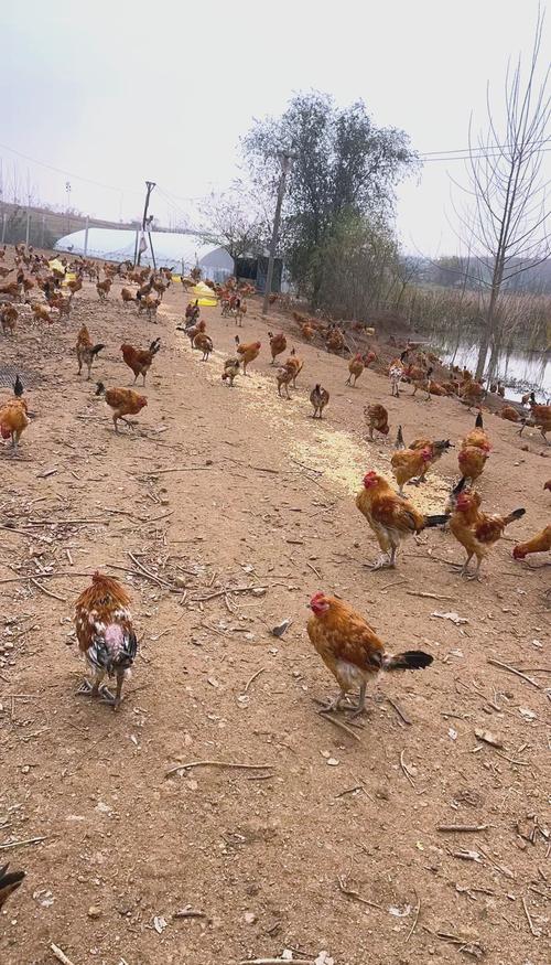 跑山鸡养殖技术有哪些关键要点？-图3