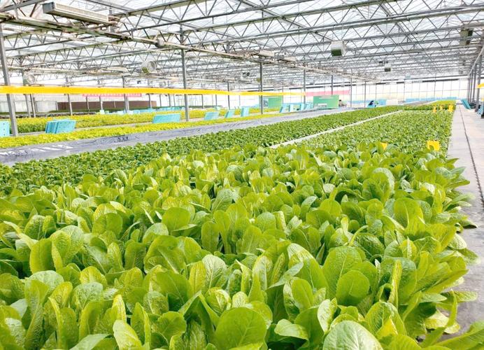 大棚早春白菜咋种才高产？-图1