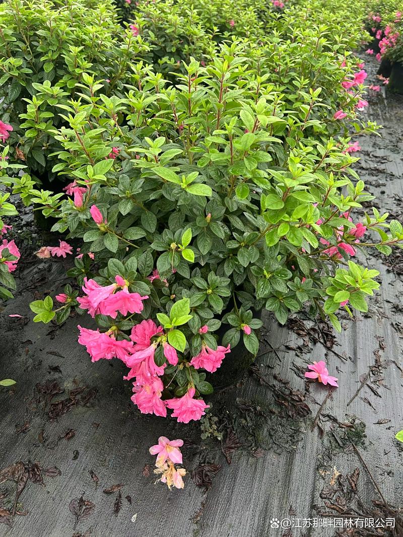 美国杜鹃花是哪个品种？-图1