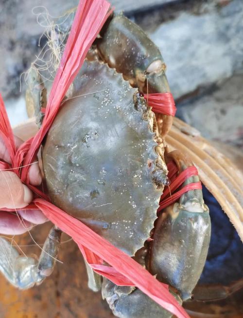 青蟹室内立体养殖技术要点有哪些？-图2