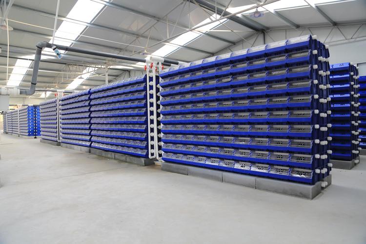 青蟹室内立体养殖技术要点有哪些？-图1