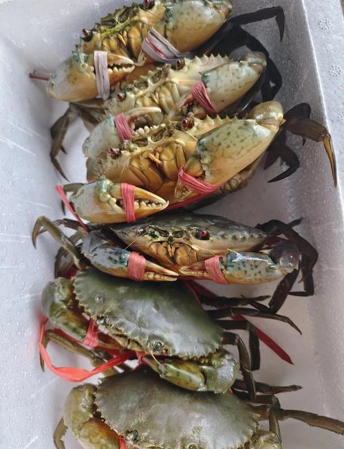 青蟹室内立体养殖技术要点有哪些？-图3