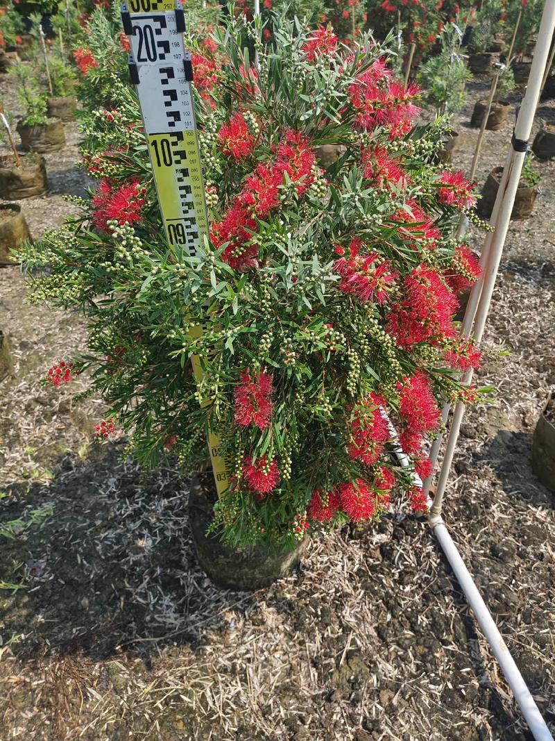 红千层种植技术与管理要点有哪些？-图1