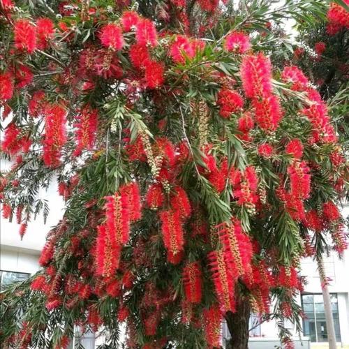 红千层种植技术与管理要点有哪些？-图3