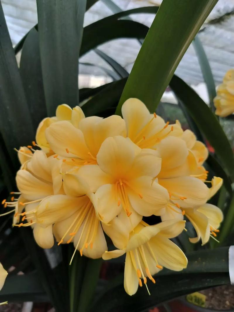 大胜利君子兰长啥样？-图1