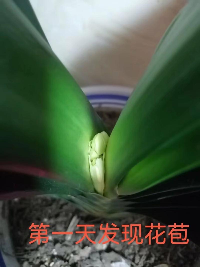 大胜利君子兰长啥样？-图3