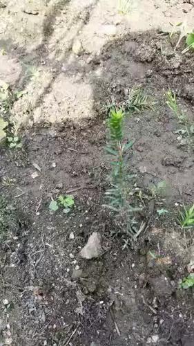 哪种红豆杉品种最好？-图2