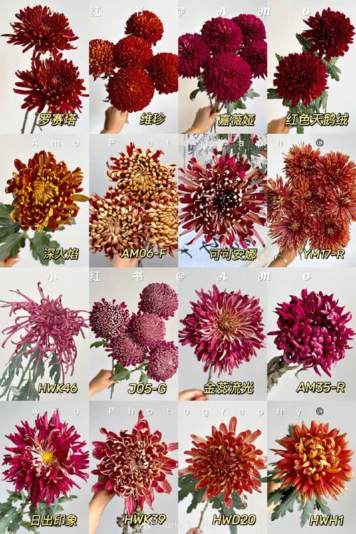 菊花品种颜色有何独特特点？-图3