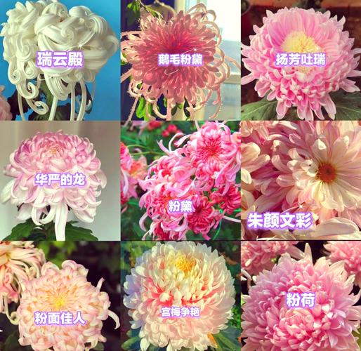 菊花品种颜色有何独特特点？-图1