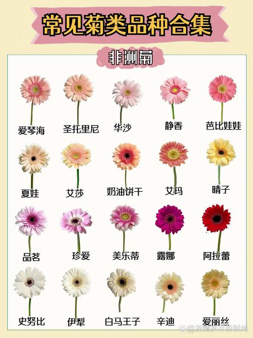 菊花品种颜色有何独特特点？-图2