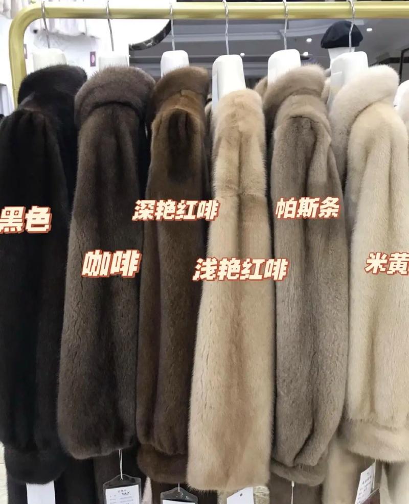 大连短毛黑种水貂价格多少？-图1