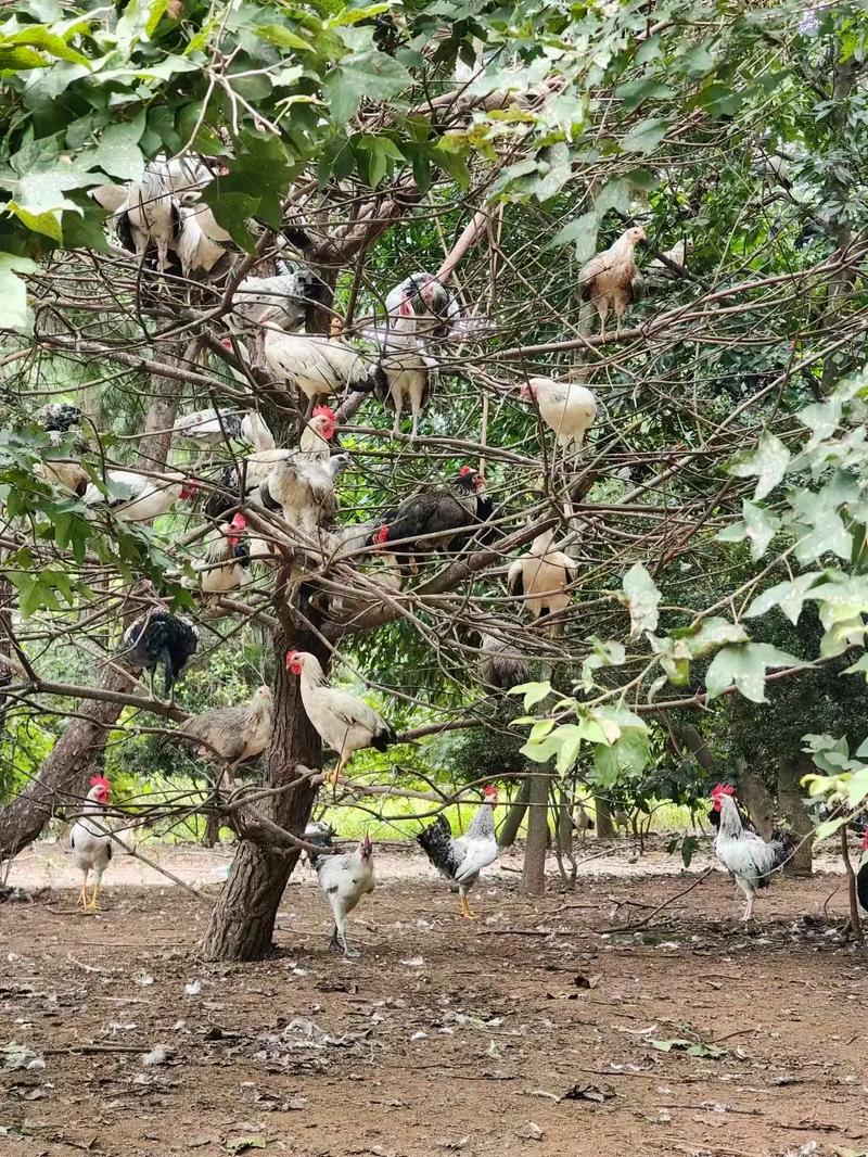 雀山鸡养殖技术视频有哪些要点？-图3