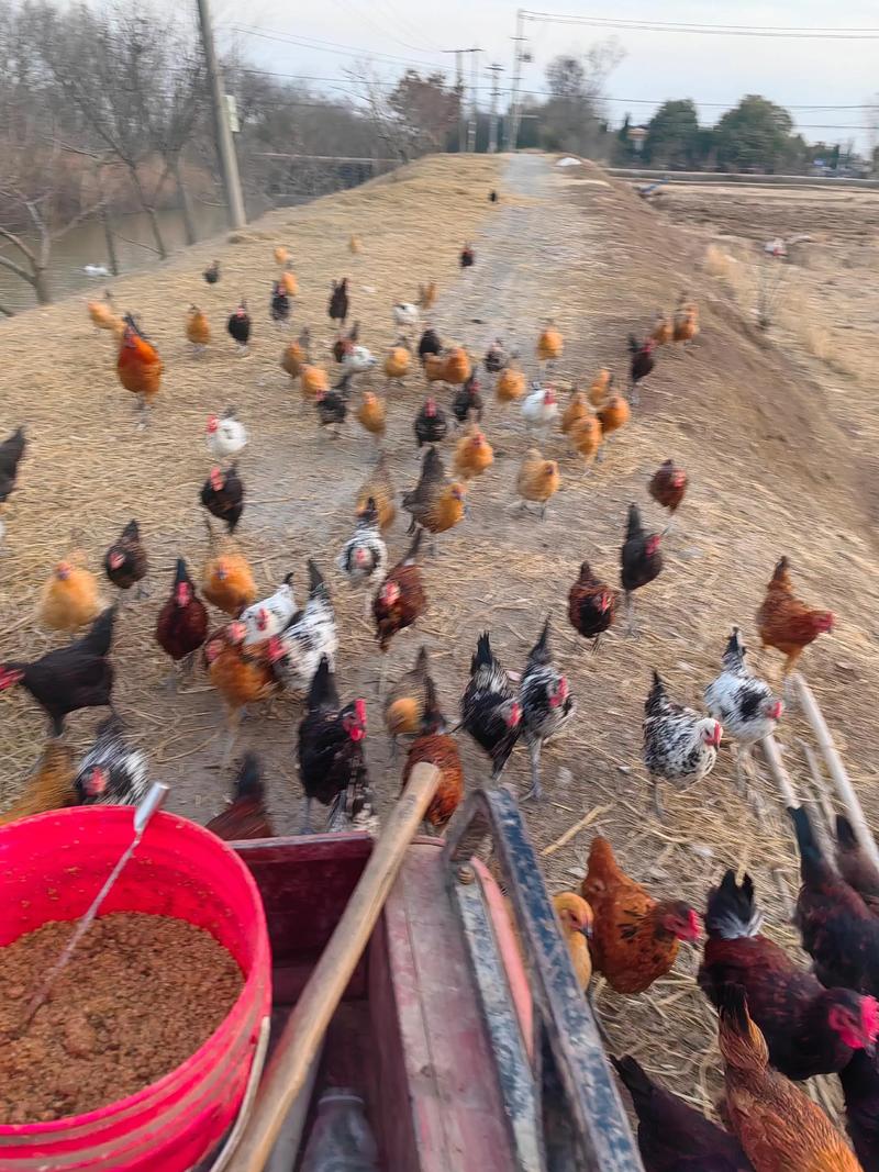雀山鸡养殖技术视频有哪些要点？-图2