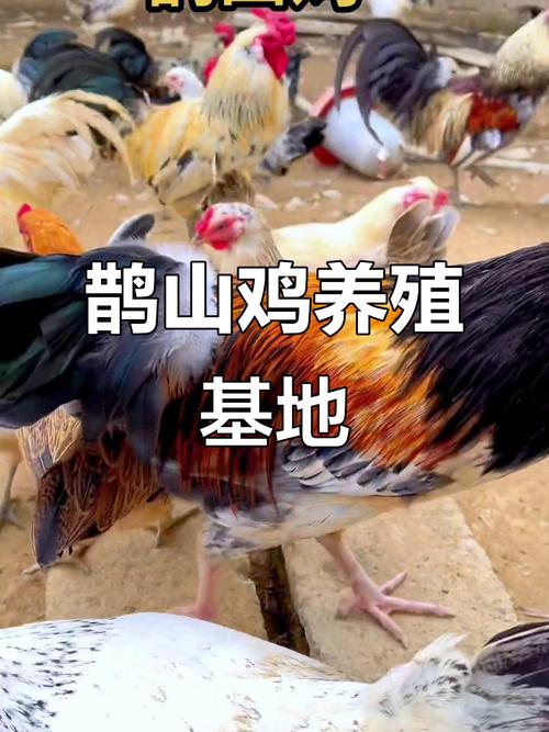 雀山鸡养殖技术视频有哪些要点？-图1