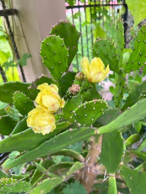 仙人掌开花品种有多少？-图3