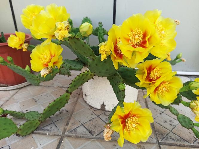 仙人掌开花品种有多少？-图1