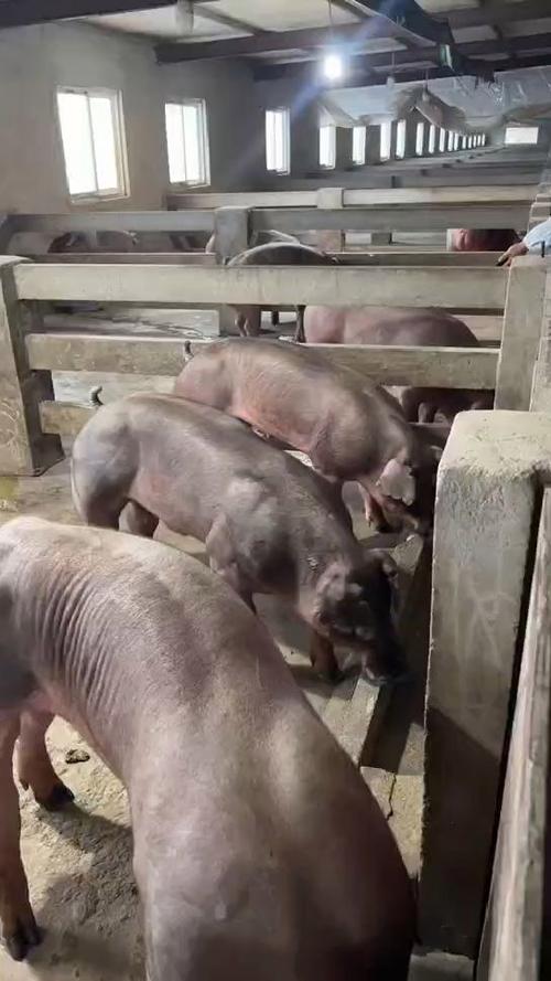 良种猪选哪个品种好？-图2