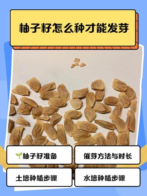 柚子种植技术有哪些关键方法？-图1