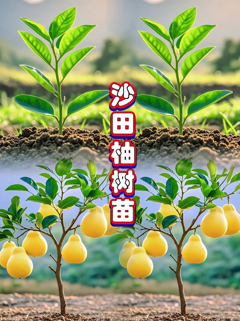 柚子种植技术有哪些关键方法？-图2