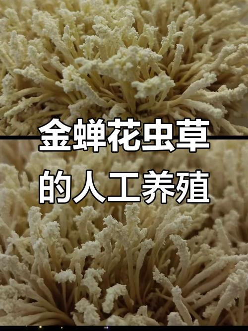 金蝉花怎么养？视频技术要点有哪些？-图2