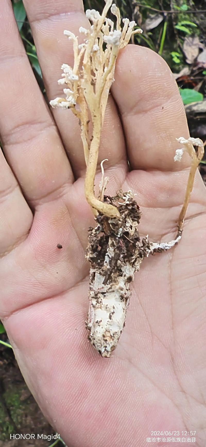 金蝉花怎么养？视频技术要点有哪些？-图1