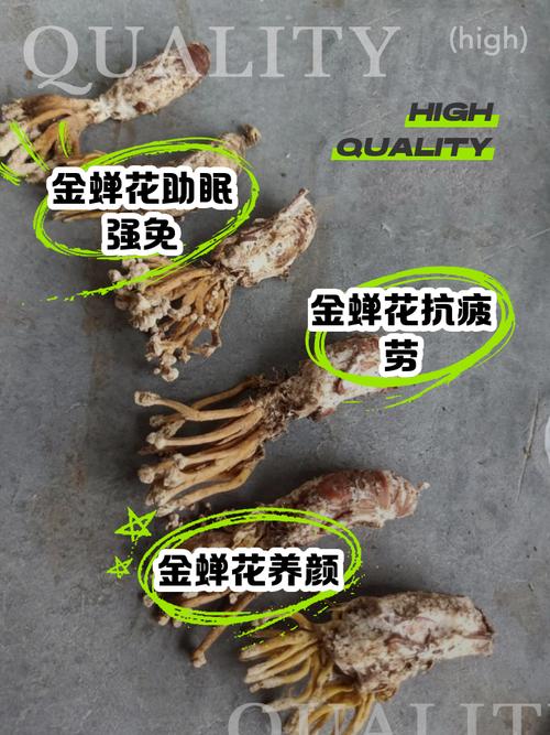 金蝉花怎么养？视频技术要点有哪些？-图3