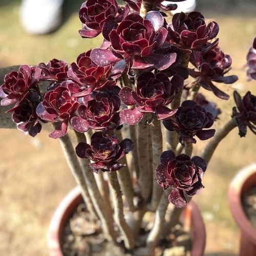 黑法师究竟有多少品种？-图1