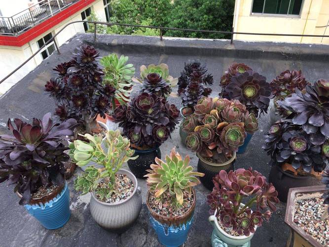 黑法师究竟有多少品种？-图3