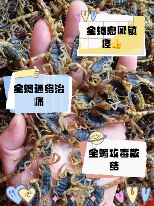 哪里能学到正规养蝎子技术？-图2