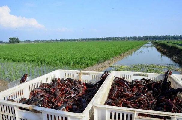 北方水稻如何套养龙虾？-图1