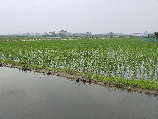 北方水稻如何套养龙虾？-图2