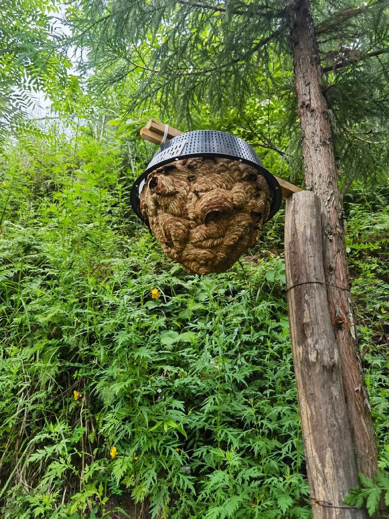 胡蜂人工养殖技术难点有哪些？-图2