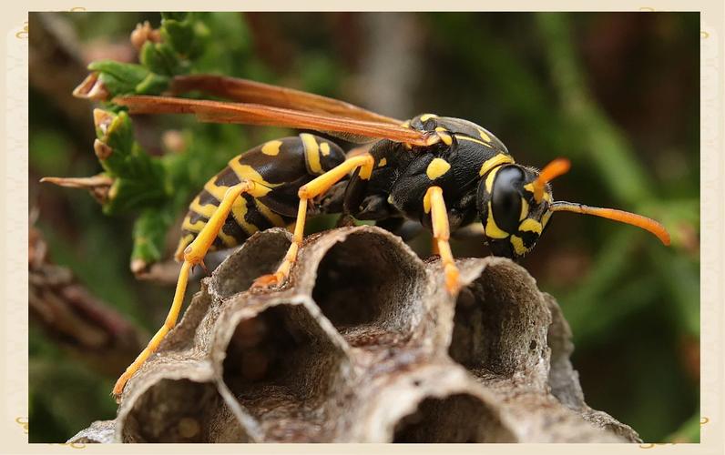 胡蜂人工养殖技术难点有哪些？-图3