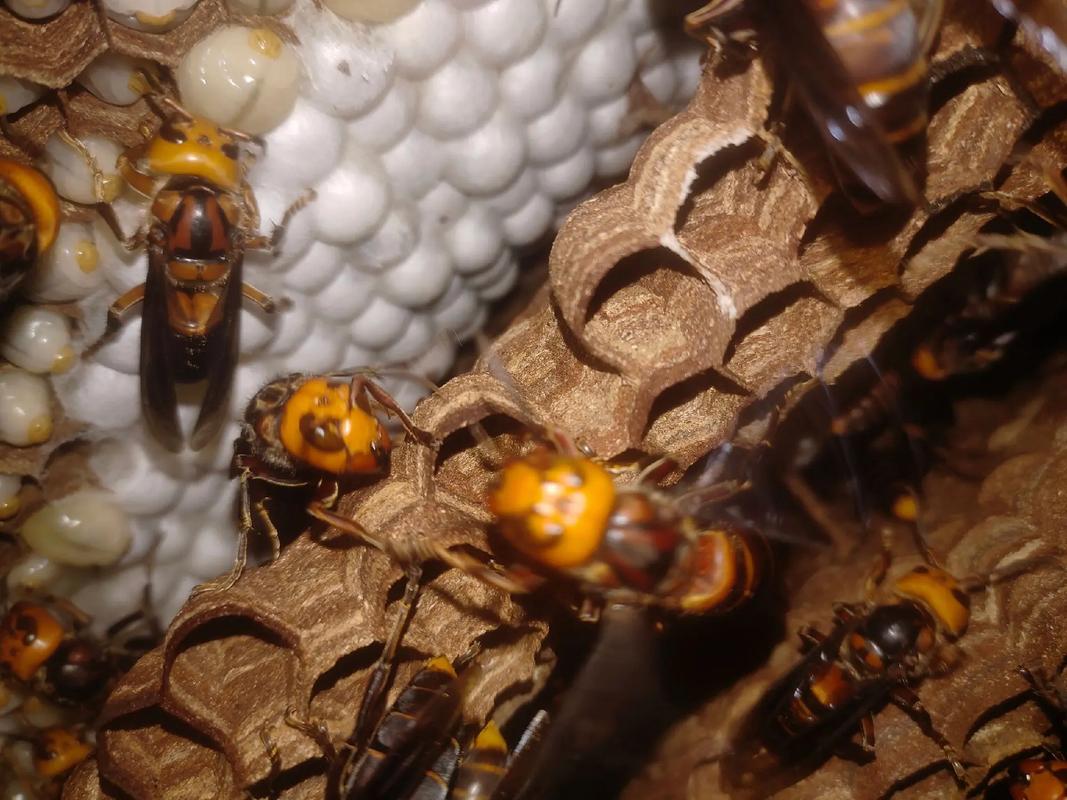 胡蜂人工养殖技术难点有哪些？-图1