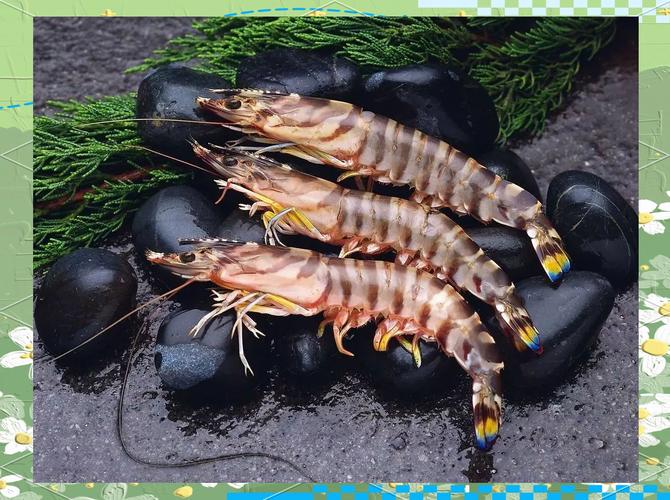 大水养殖斑节对虾技术难点有哪些？-图2