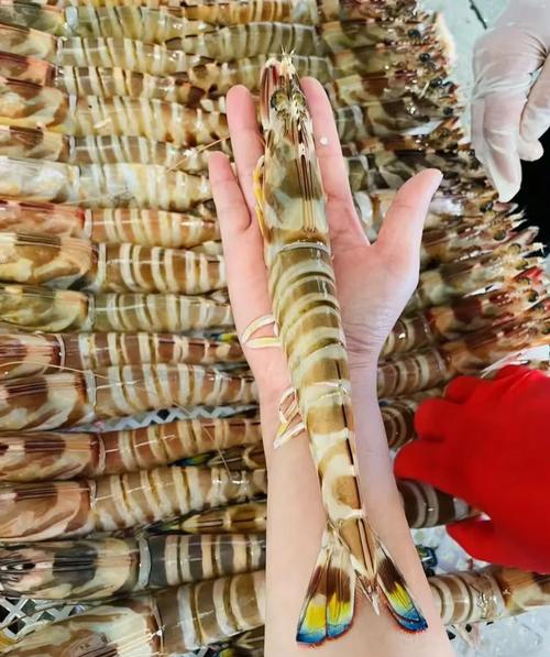 大水养殖斑节对虾技术难点有哪些？-图1