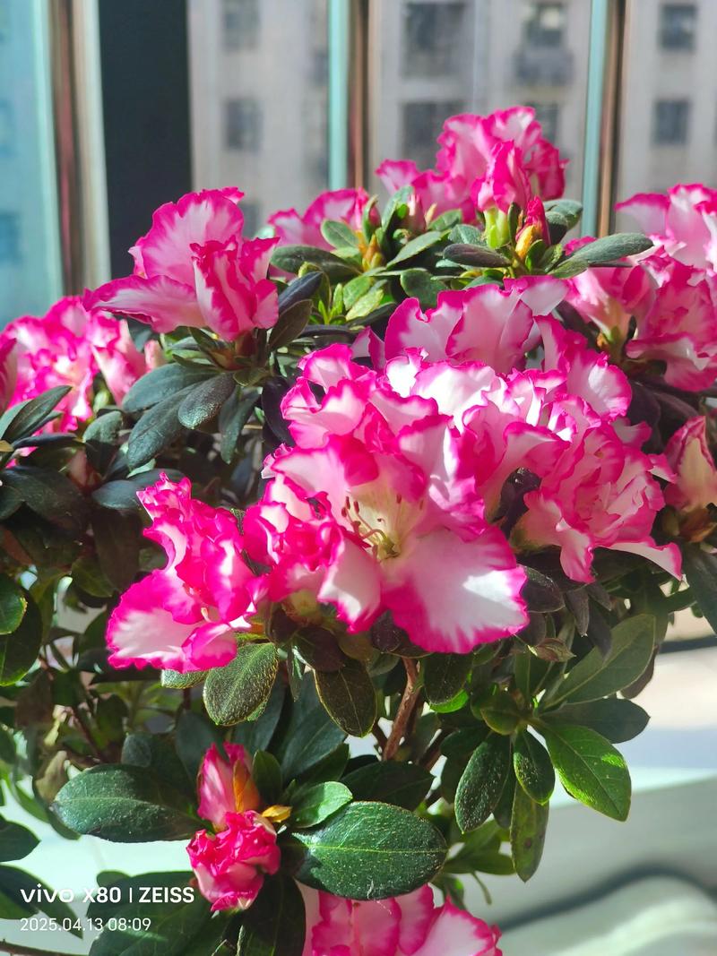 杜鹃花什么颜色品种最好看？-图1