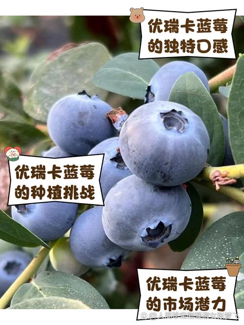 蓝莓品种那么多，到底哪个最好吃？-图1