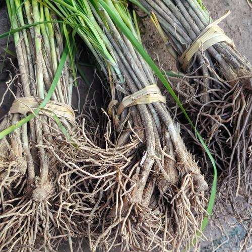 韭菜韭黄韭苔咋种才高产？-图3