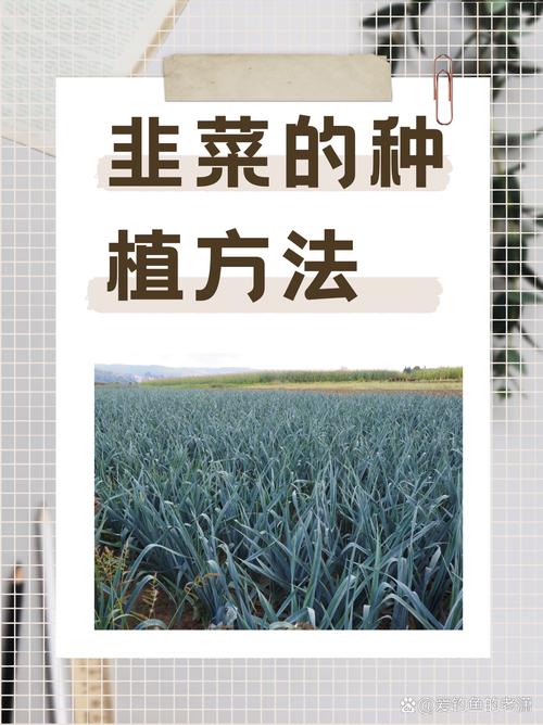 韭菜韭黄韭苔咋种才高产？-图2
