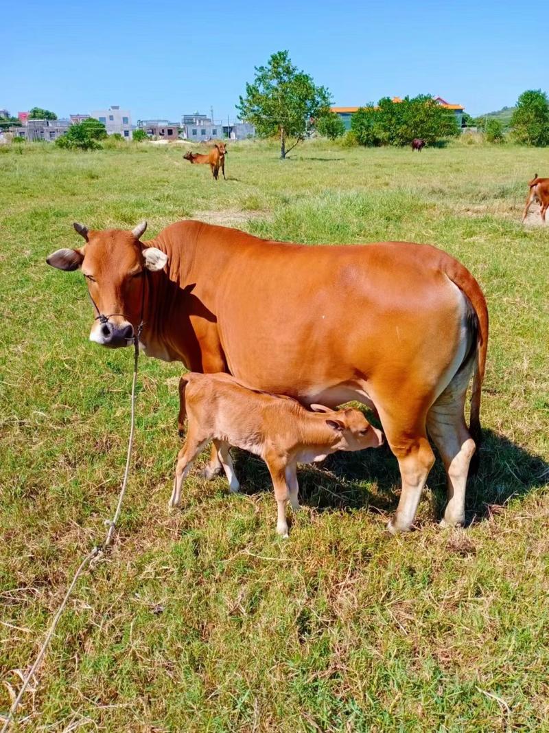 山区养殖选啥品种牛最合适？-图3