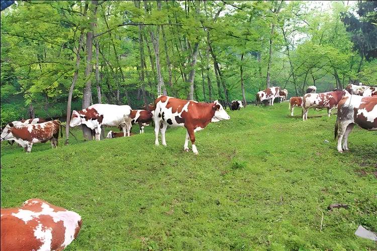 山区养殖选啥品种牛最合适？-图2